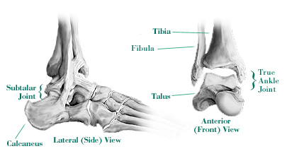 Ankle Anatomy with links