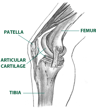 Knee anatomy with labels